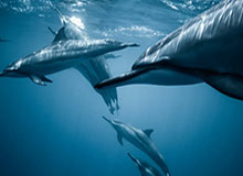 西甲次轮净比赛时间：10场场均56分43秒，马竞vs埃尔切最多